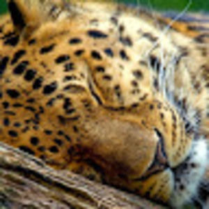 Meet your Posher, Laisha